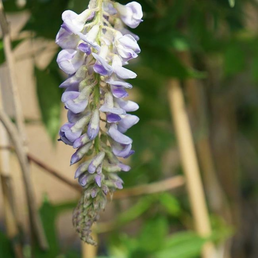 Glycine d'amérique 'magnifica' - wisteria frutescens 3l