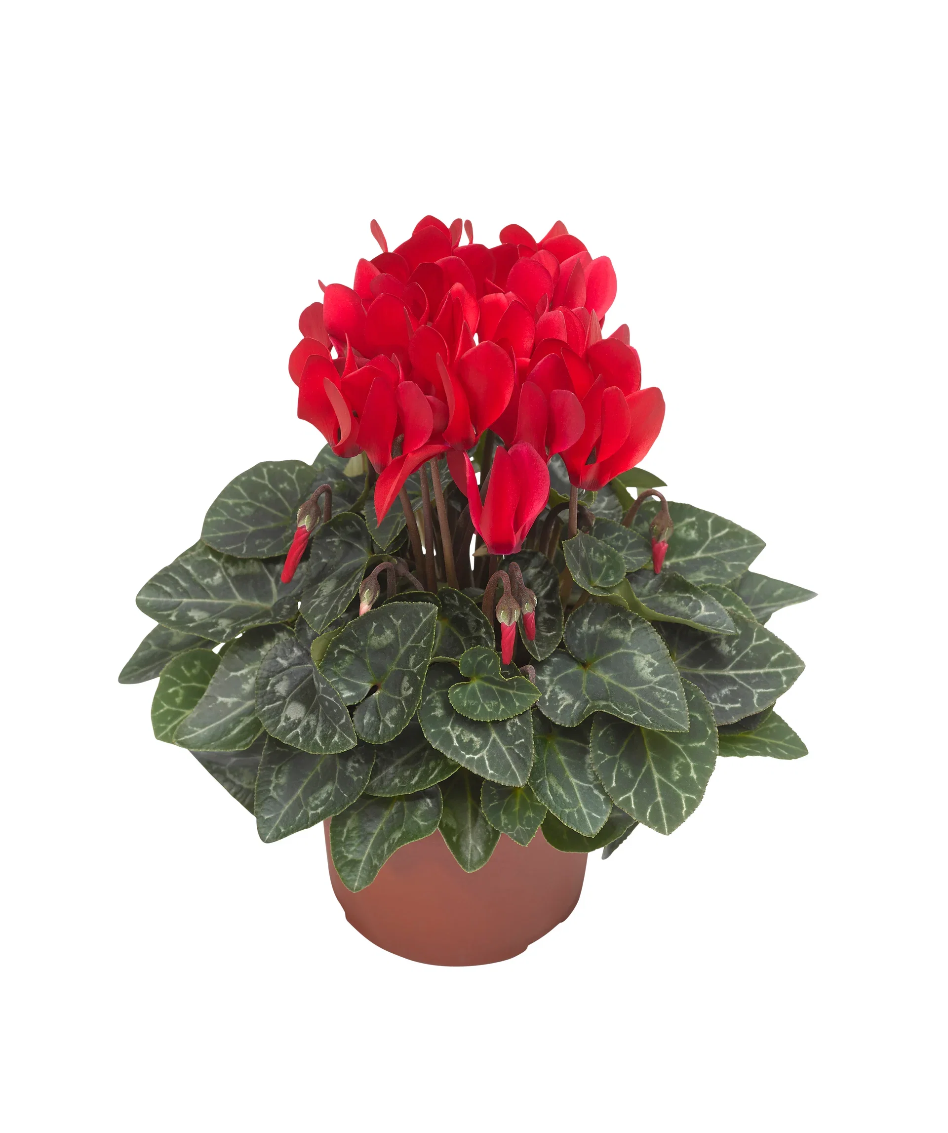 Cyclamen Red 10,5 cm Alpefiol mini Ø10,5 cm