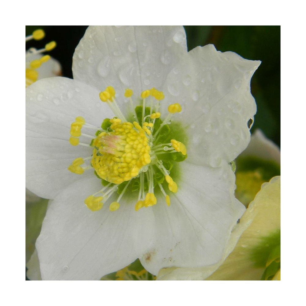 Hellébore orientale white lady/helleborus orientalis white lady[-]godet