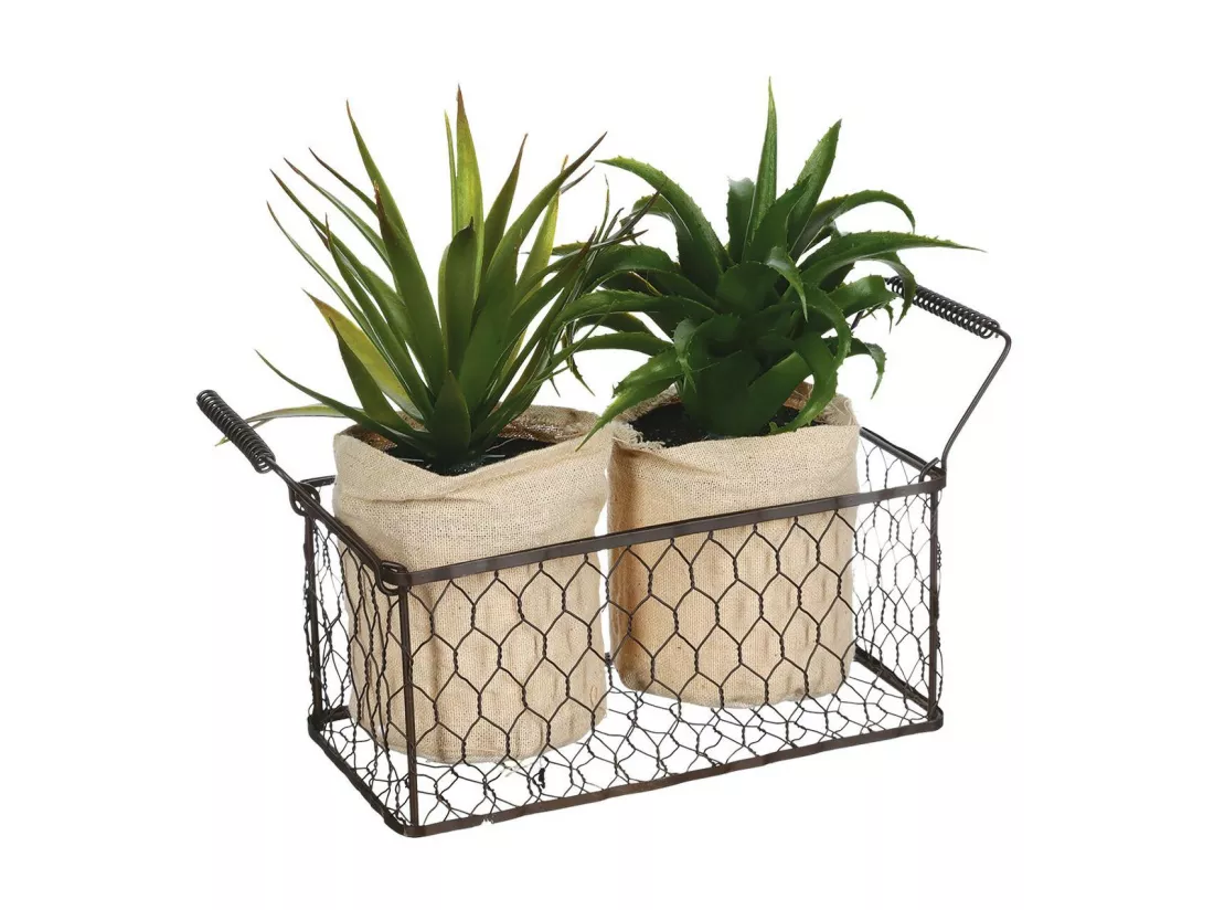 Lot de 2 Aloe Vera & Panier 