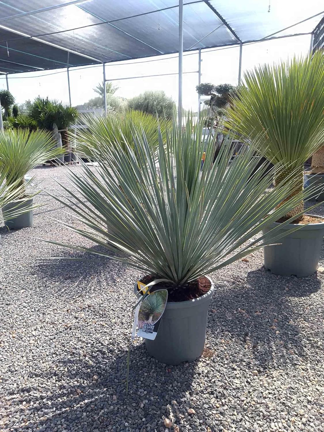 Sunny Tree - Yucca Rostrata - Palme - Stammhöhe 15/20 cm - 100 cm - Winterhart- Palmlilie