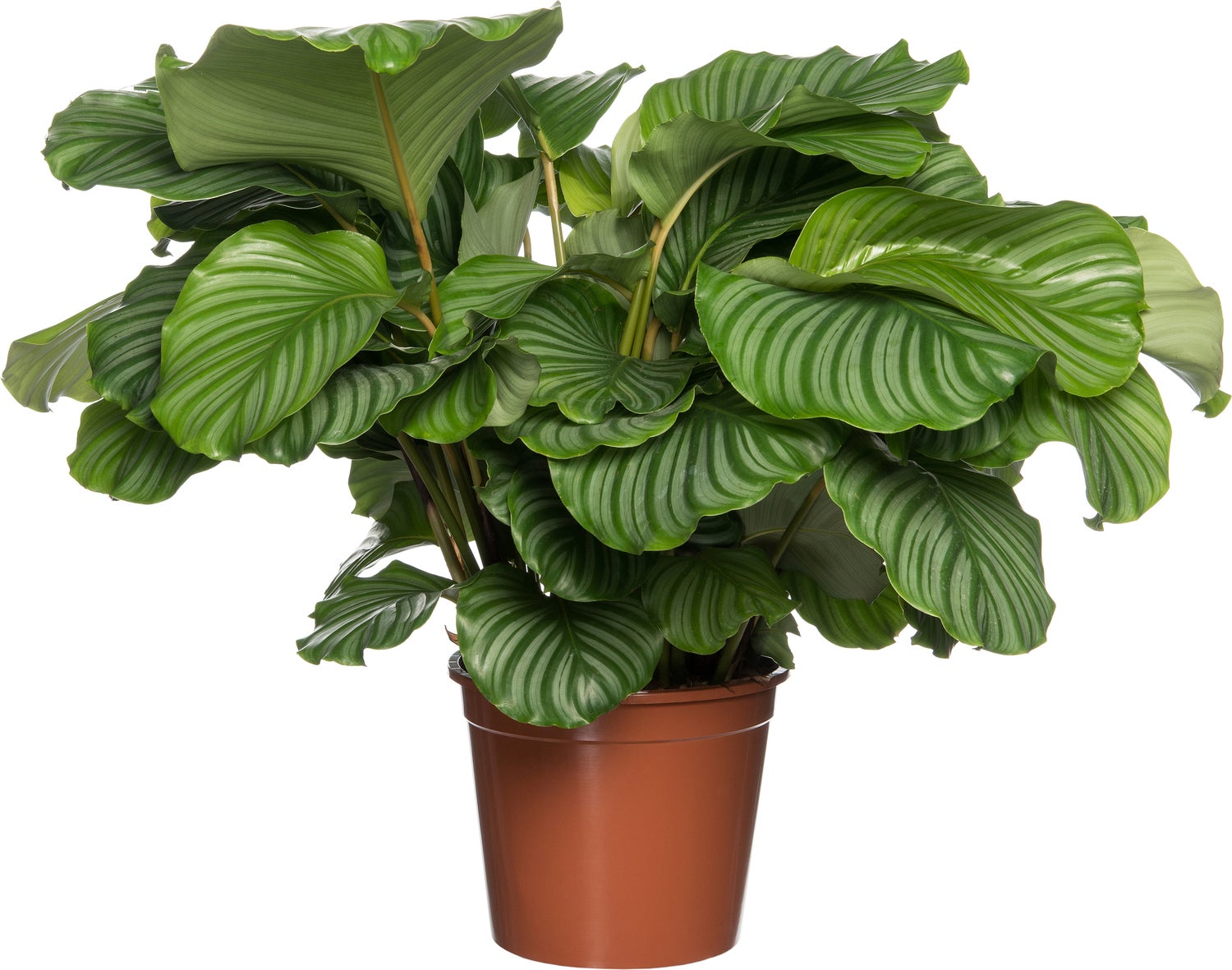 Calathea (Calathea orbifolia) D 24 H 80 cm