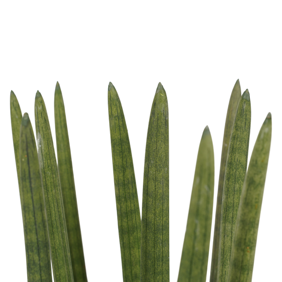 Sanseveria cylindrica straight - pot D17cm