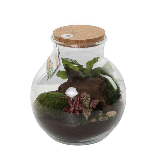 Terrarium de plantes d'intérieur en verre fermé - Forme sphérique