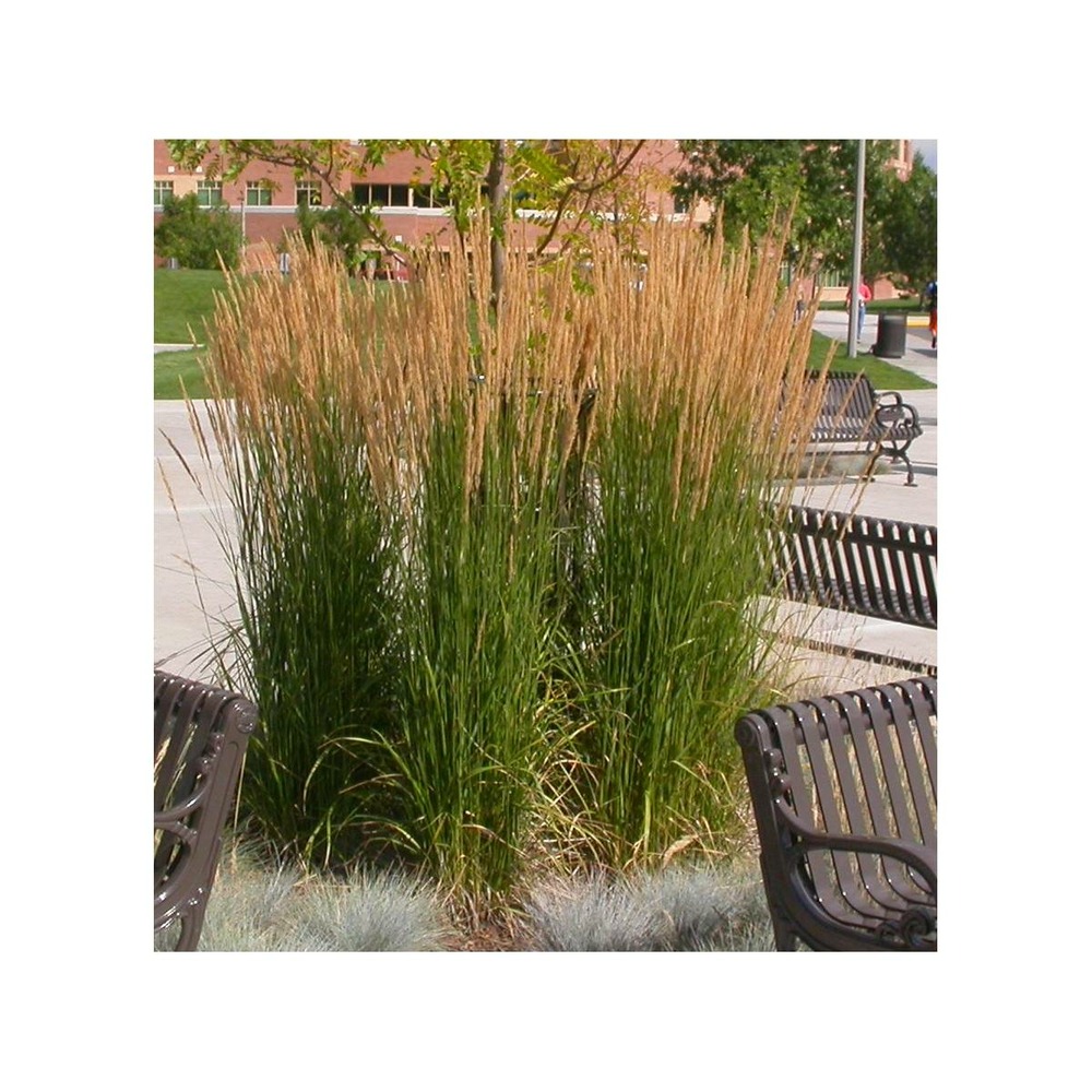 Calamagrostis acutiflora karl foerster/calamagrostis acutiflora karl foerster[-]pot de 7,5l - 40/60 cm