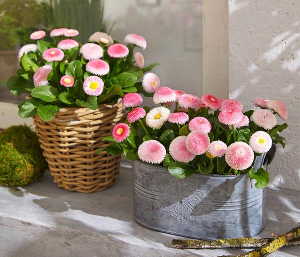 Gänseblümchen in Schale, verschiedene Farben