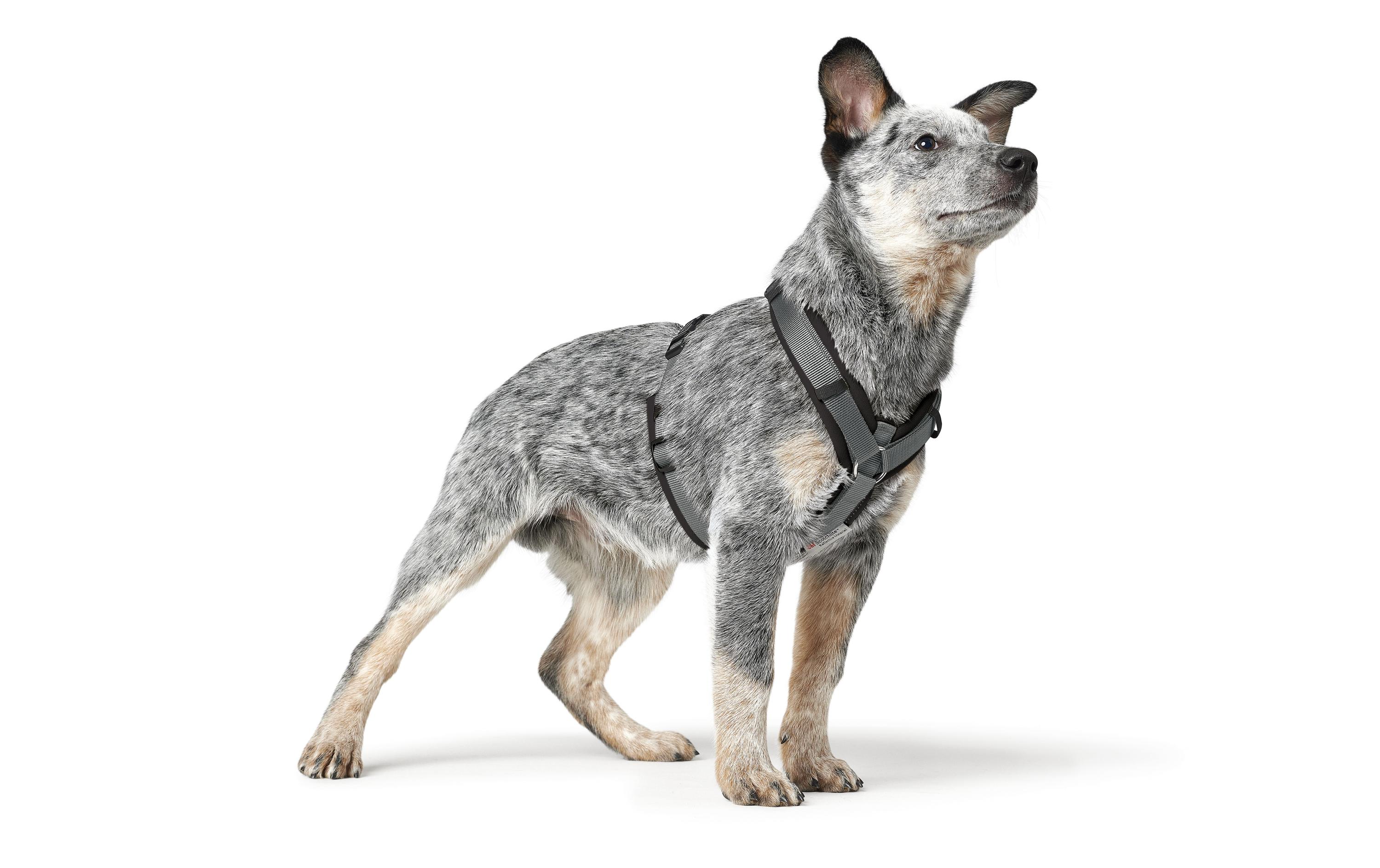 Geschirr Maldon UP L schwarz/grauHundegeschirr