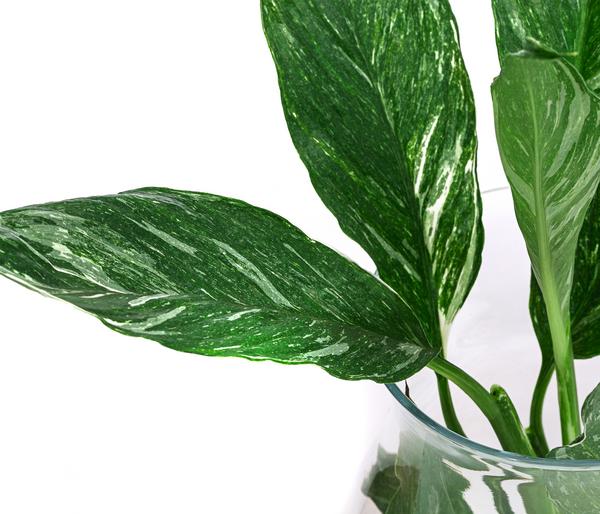 Waterplant Einblatt im Glas, Spathiphyllum