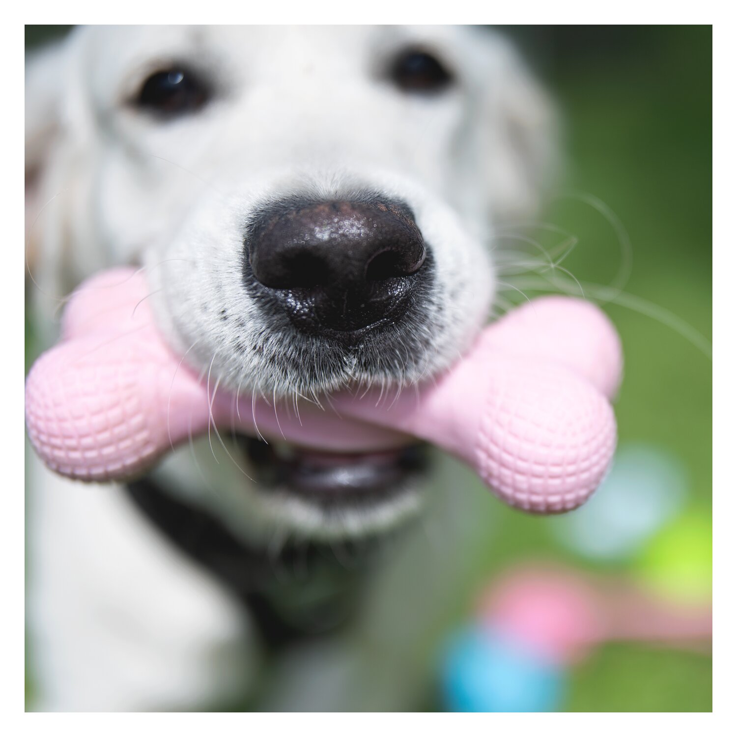 pawberry Knochen  - rosa - Knochen