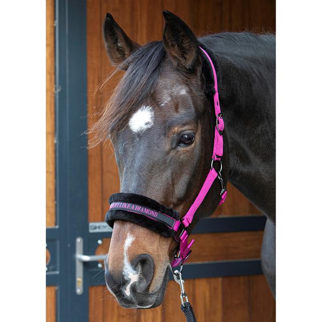 Halster Harry's Horse Lyrics Quotes Donkerroze