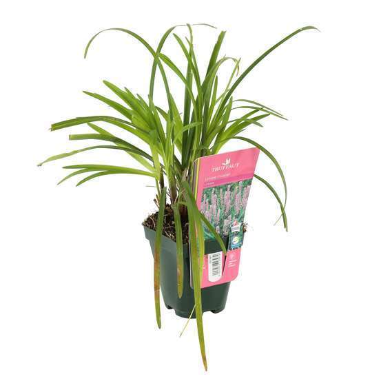 Liriope muscari : godet