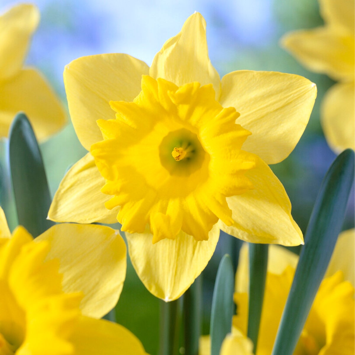 Bloomique – 15-pack – Narcissus Dutch Master – grote gele narcis – bloembollen – voorjaarsbloeier – vaste plant – wordt 35–45 cm hoog