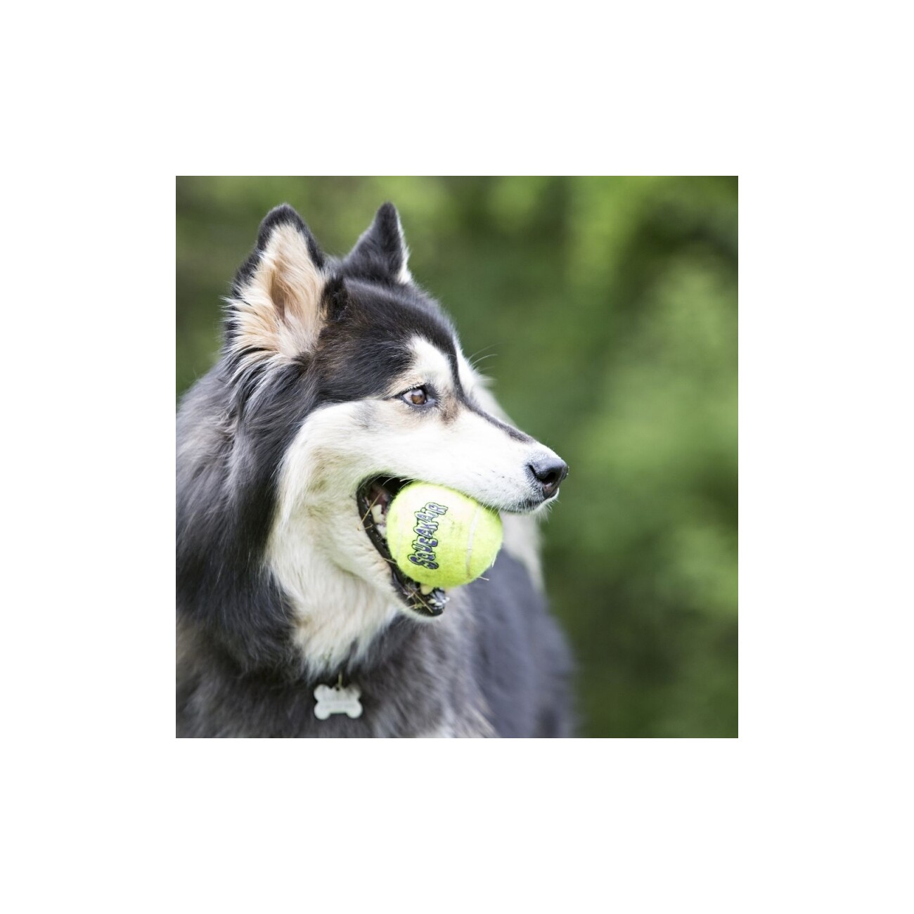KONG Squeakair Tennisball XL