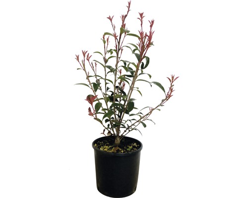 Loquat 'Robusta Compacta' FloraSelf Photinia fraseri 'Robusta Compacta' H 50-70 cm Co 5 L