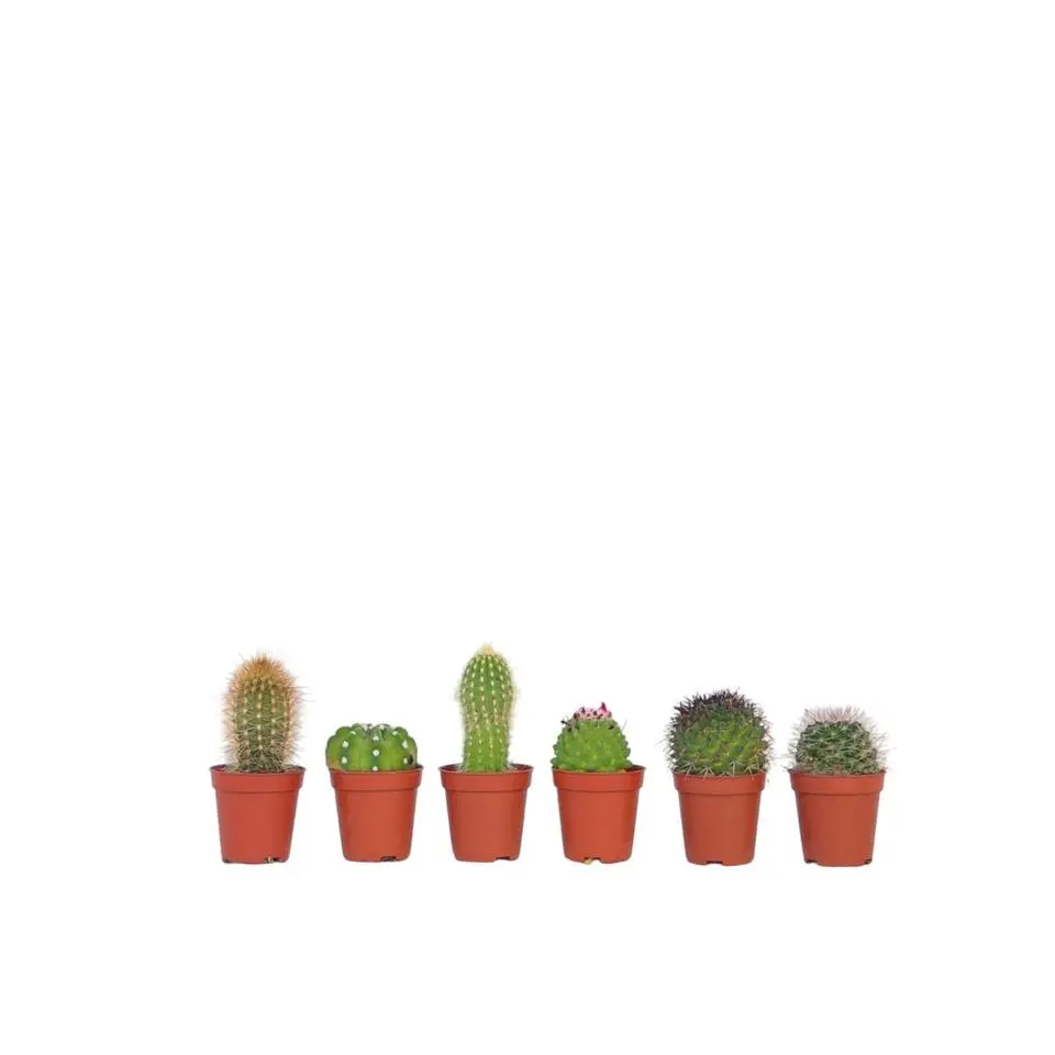 Mix cactus - Set van 6 - Cactus - Hoogte 5-10cm - ⌀5,5cm