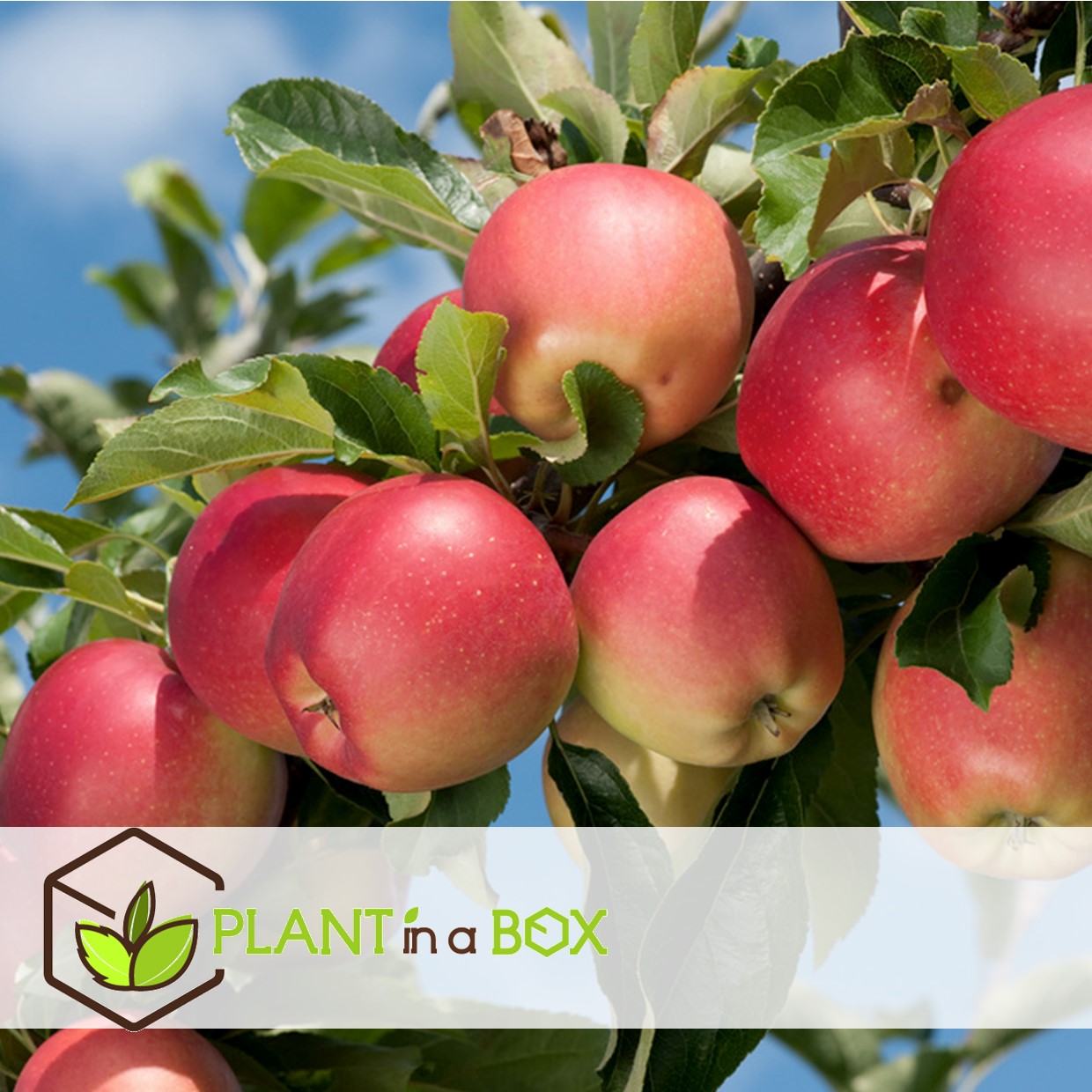 Sweet pillar - mélange de 3 - malus, pyrus, prunus - pot 9cm - hauteur 60-70cm