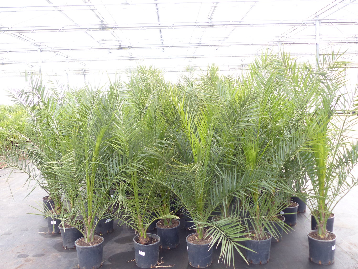 Palmboom 160-180 cm, Phoenix canariensis, Canarische dadelpalm, sterke palmen, premium kwaliteit