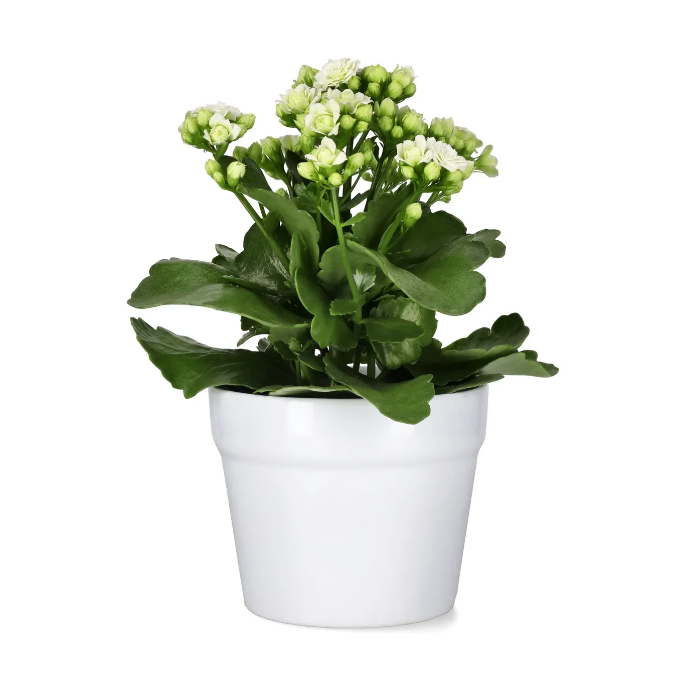 Kalanchoe white 10,5cm Ildtopp Høyde 25 cm
