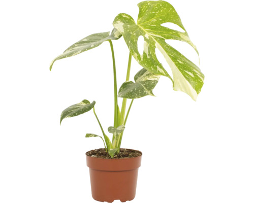 Monstera 'Thai Constellation' (FloraSelf) in een 12 cm pot
