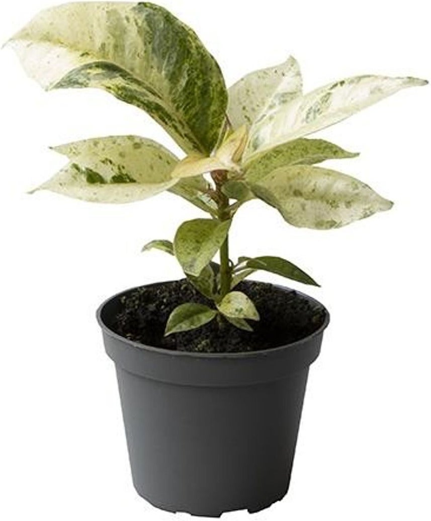 Rubberboom (Ficus elastica 'Schrijveriana') D 6 H 15 cm
