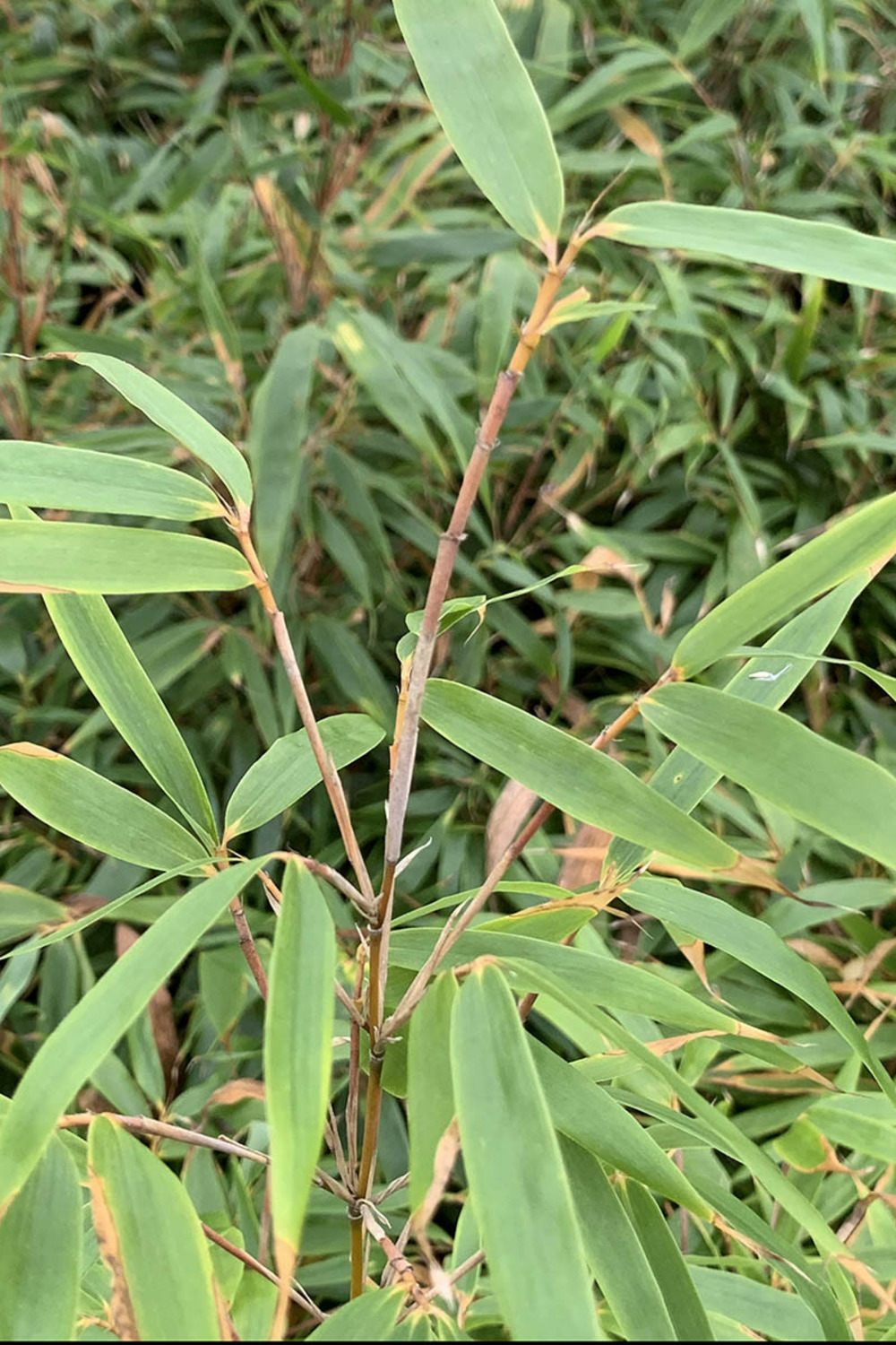 Bambou non traçant 'formidable wenchuan' - 5l
