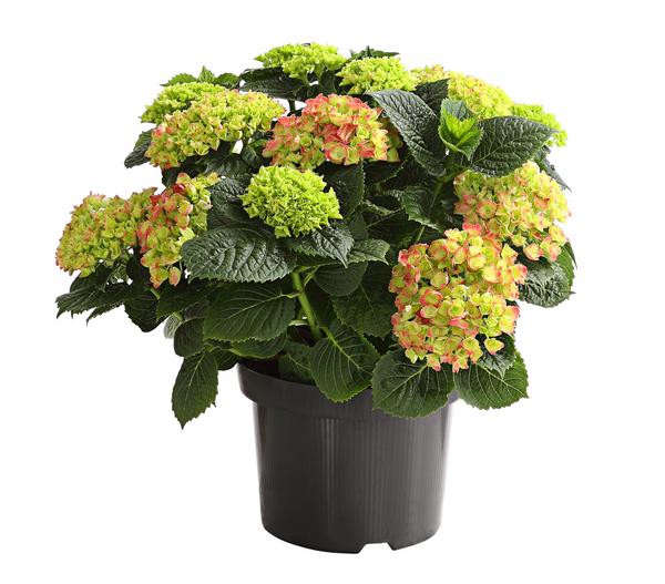 Bauern-Hortensie, ca. 30-40 cm