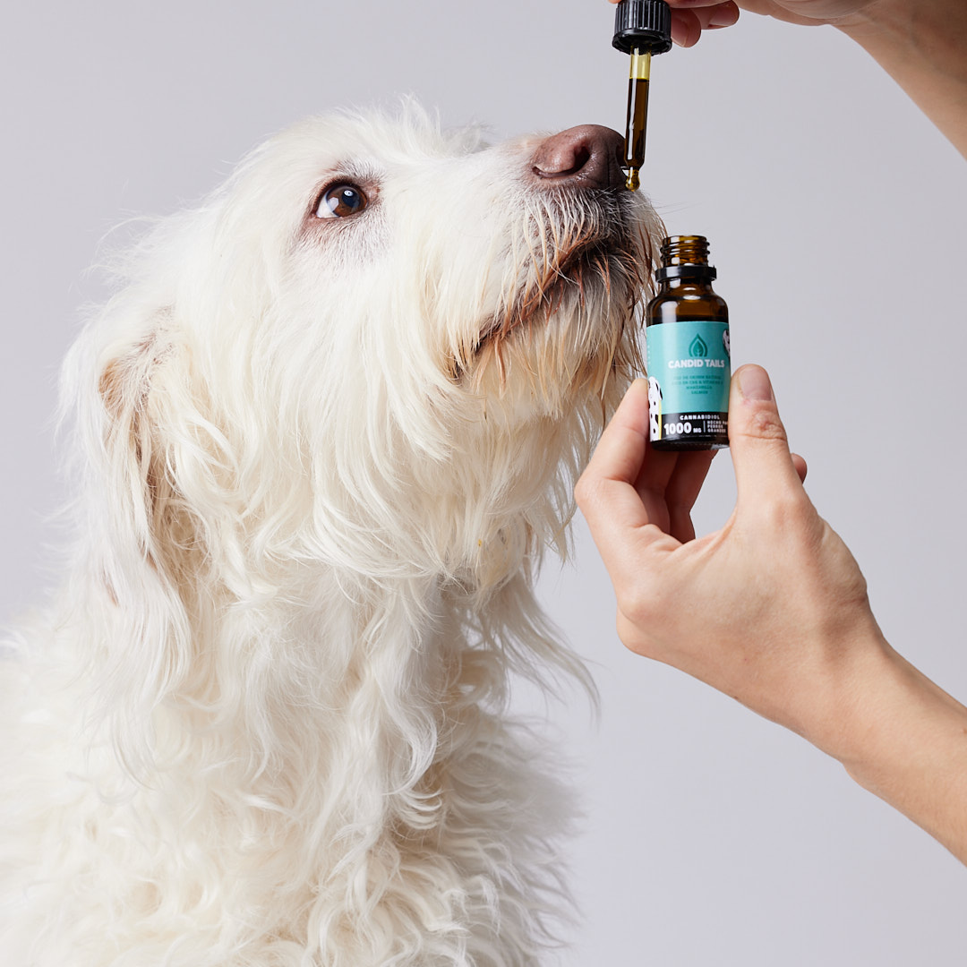 Óleo de petidibidiol para cães de grande porte 1000 mg