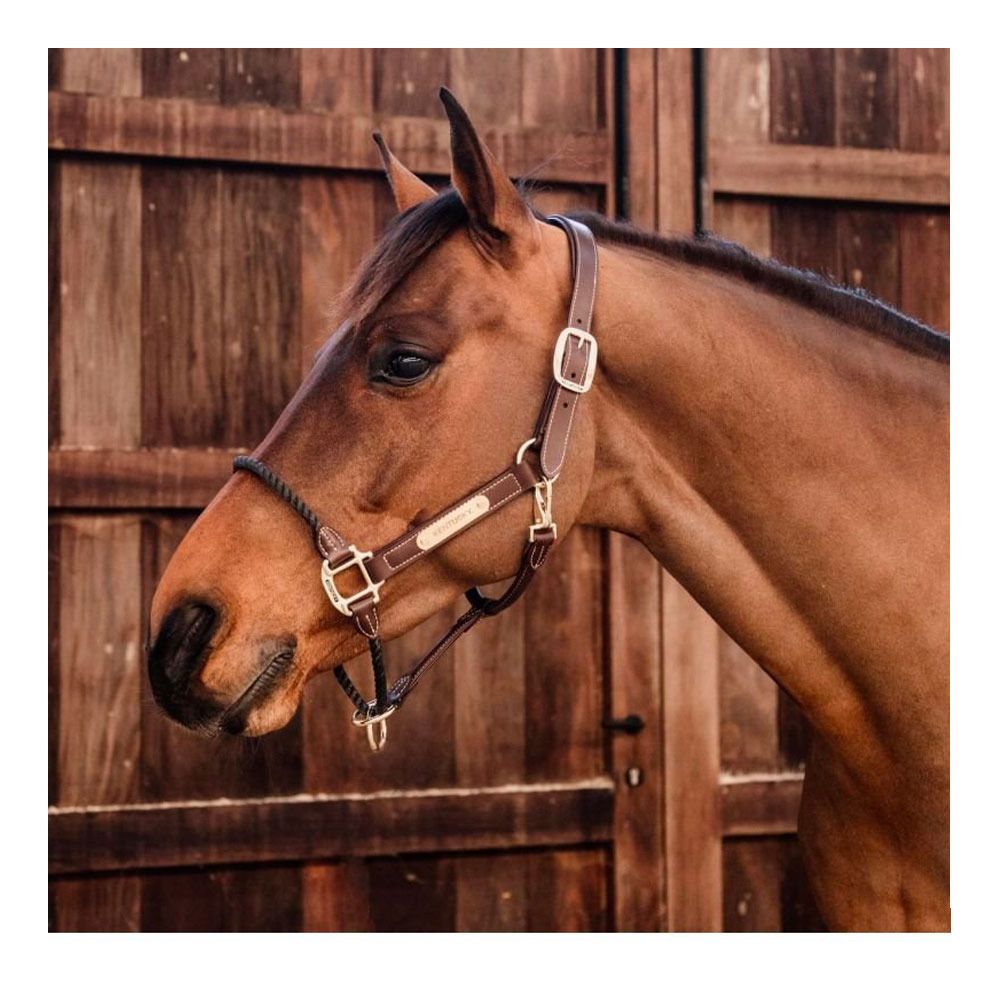 Kentucky ROPE CUIR - Licol brown