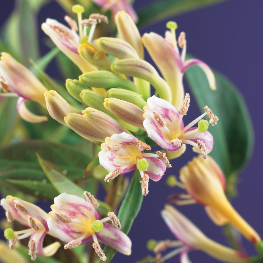 Kamperfoelie (Lonicera henryi 'Copper Beauty') D 16 H 75 cm