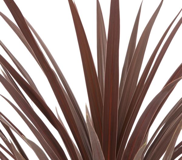 Keulenlilie - Cordyline australis
