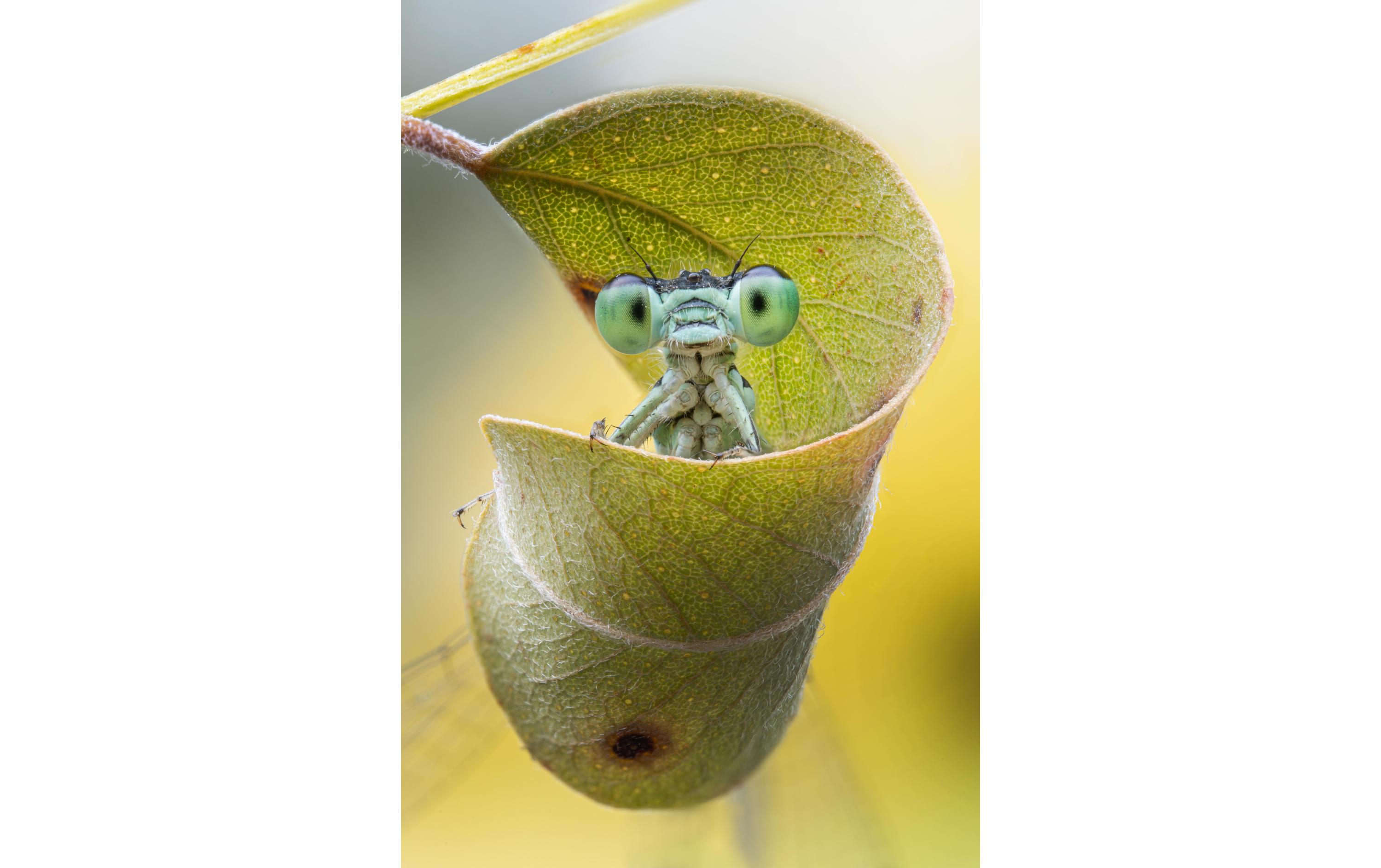 Festbrennweite 58 mm f/2.8X Ultra Macro APO – E-Mount<br>Makro-/Porträtobjektiv mit Innenfokussierung