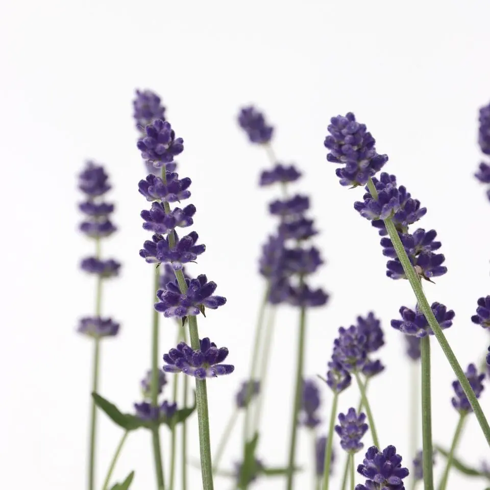 Lavendel - Set van 12 - Lavandula angustifolia - Hoogte 10-15cm - ⌀10,5cm