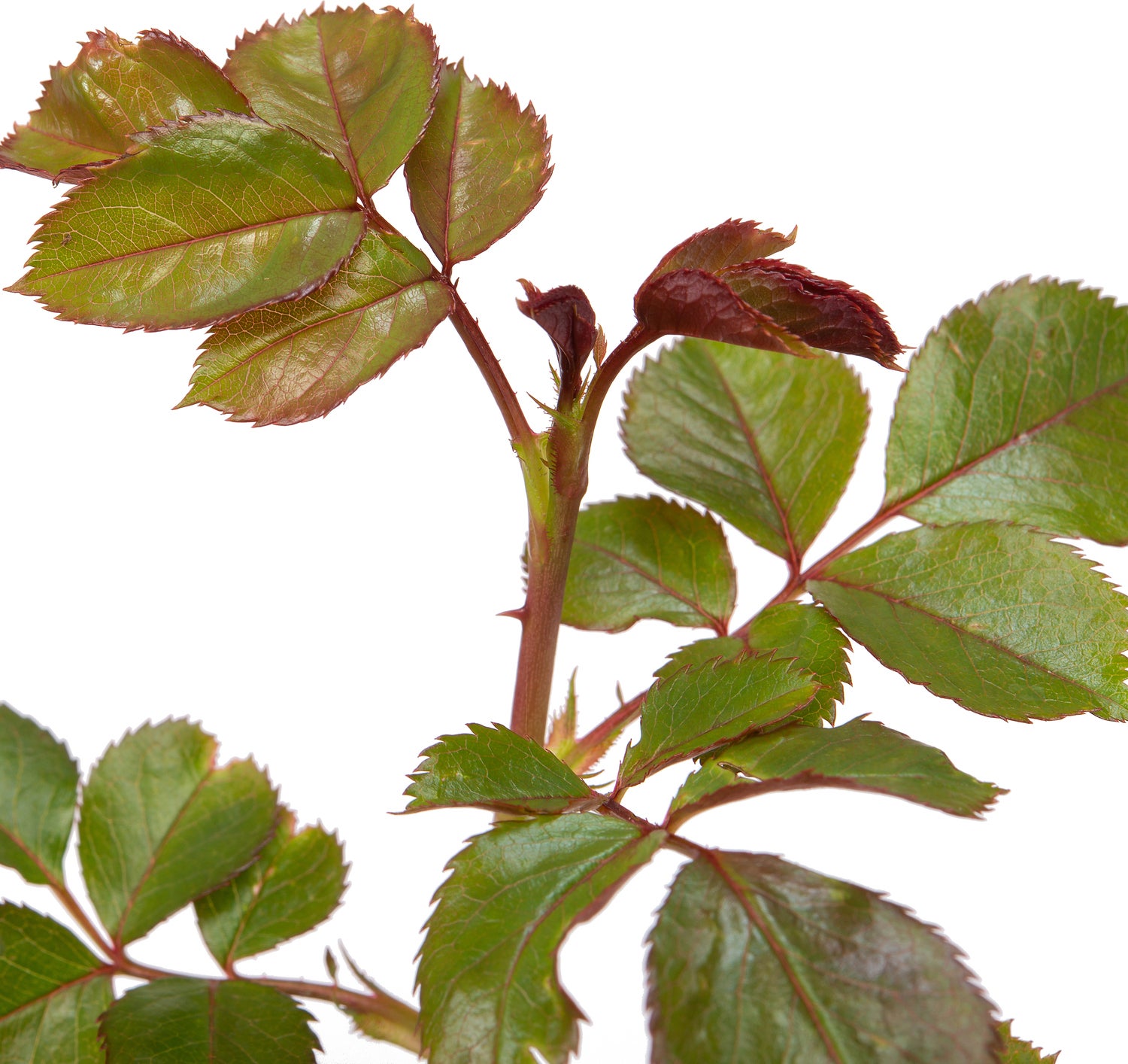 Trosroos (Rosa 'Nina Weibull') D 23 H 25 cm