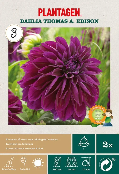 Dahlia x pinnata (Decorative Group) 'Thomas A. Edison' Georgine 'Thomas A. Edison' 2 pk