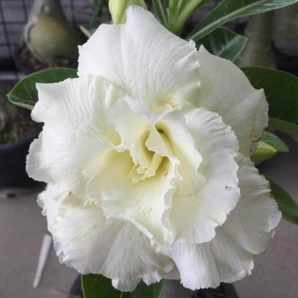 Adenium obesum cv.sapjarean yellow blanc - taille caudex d'environ 150g