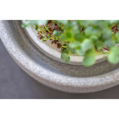 Anzuchtschale für Microgreens
