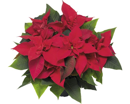 Poinsettia FloraSelf Euphorbia pulcherima H 30-35 cm Ø 12 cm pot rood