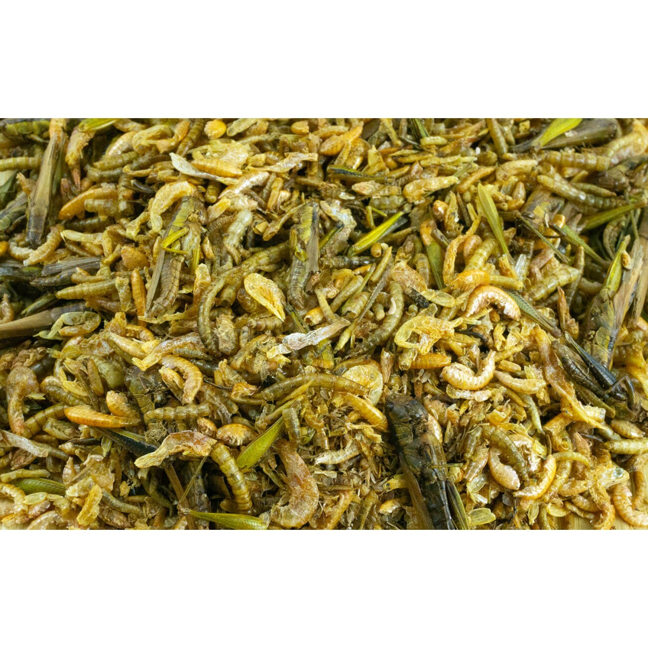 Getzoo Insektenmischung 50g