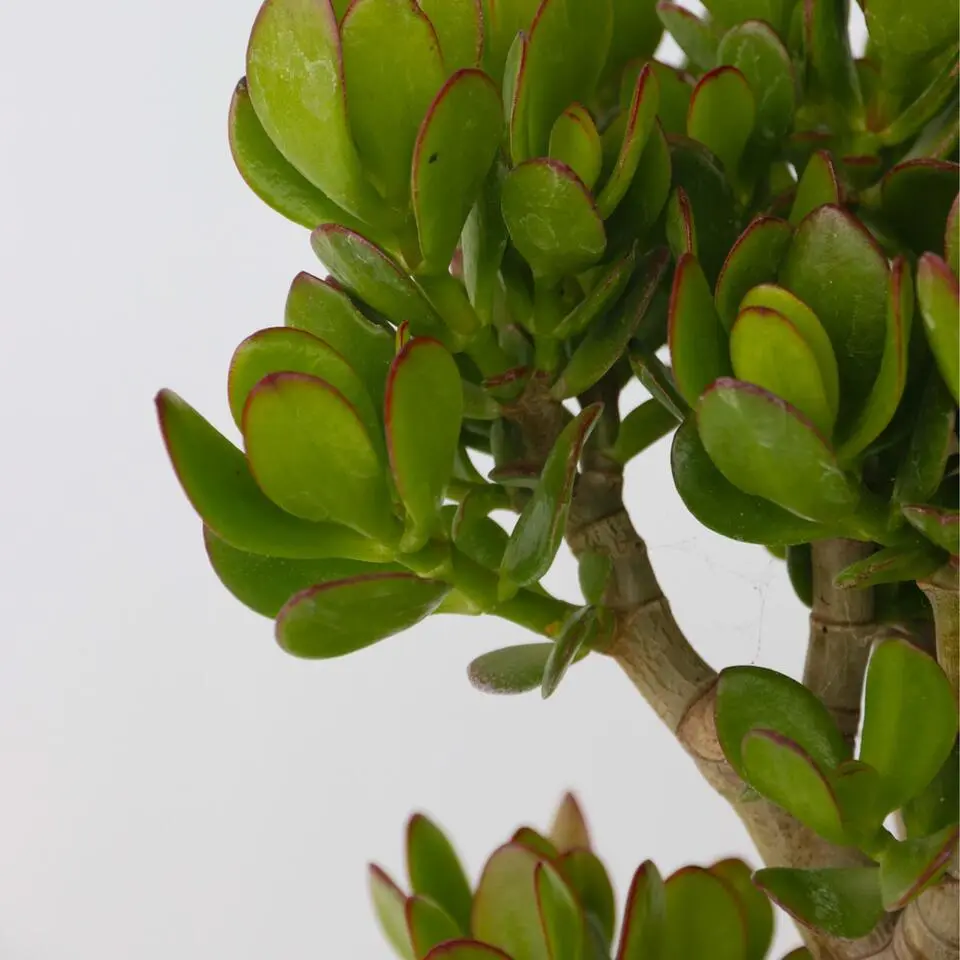 Jadeplant - Crassula ovata 'Minor' - Hoogte 60-65cm - ⌀30cm