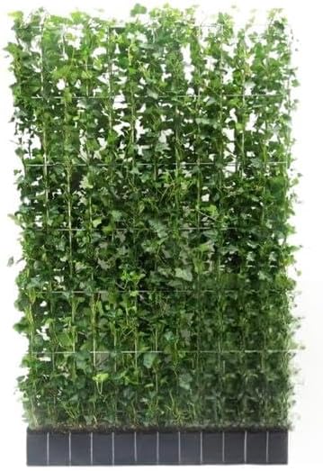 Hedera Hibernica – Efeu Fertighecke – Höhe ca. 180cm – Immergrüne Hecke – dichter Sichtschutz & sofortige Privatsphäre für Garten & Terrasse