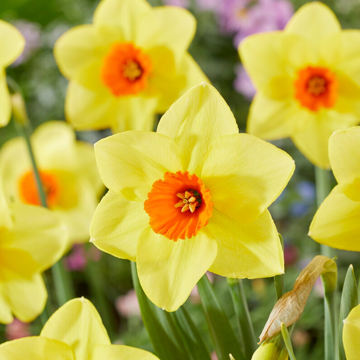 Bloomique – Mix van 15 – Narcissen – Geurende mix – Kleurenmix – Bloembollen – Lentebloei – Vaste planten – Wordt 35–45 cm hoog