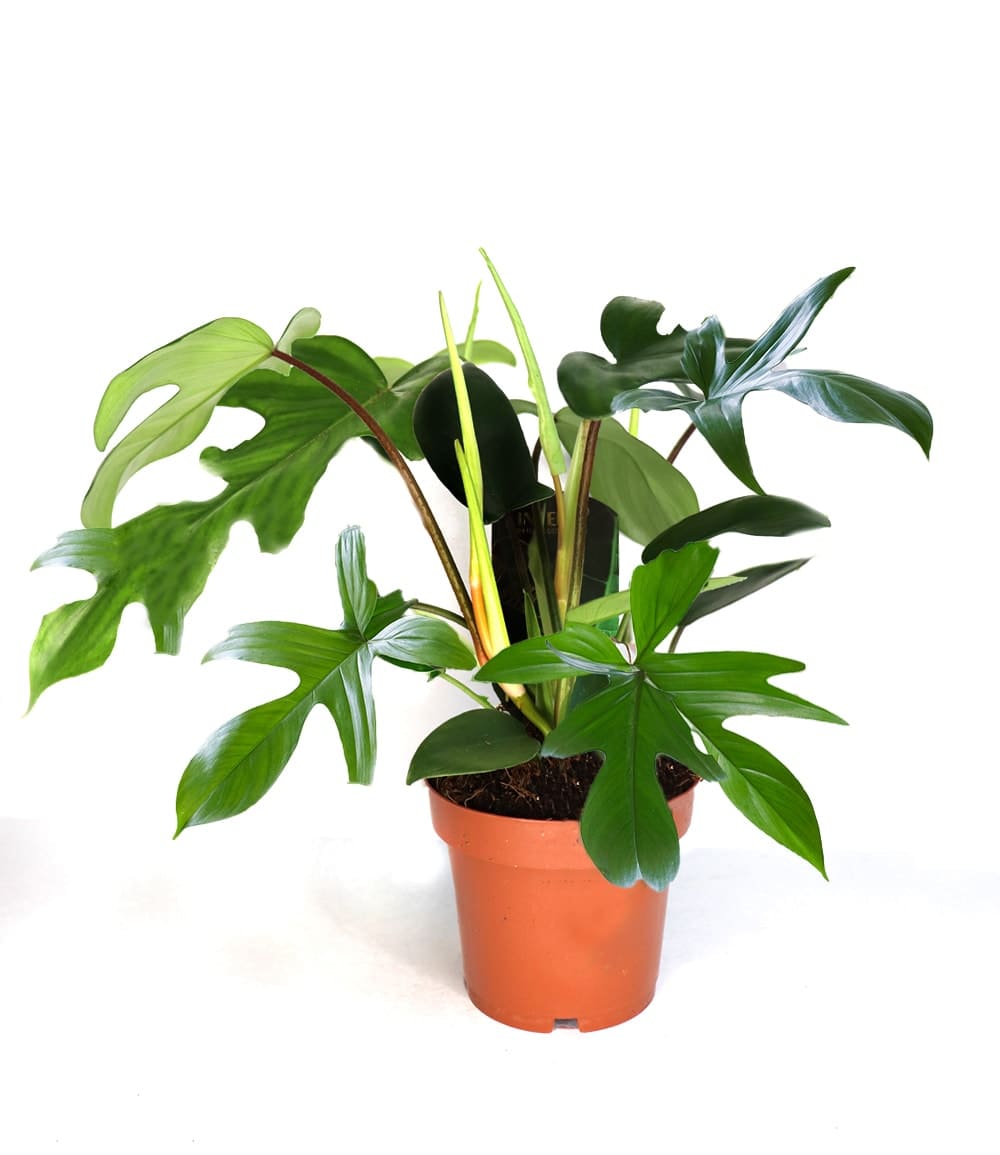 Philodendron 'Florida Green'