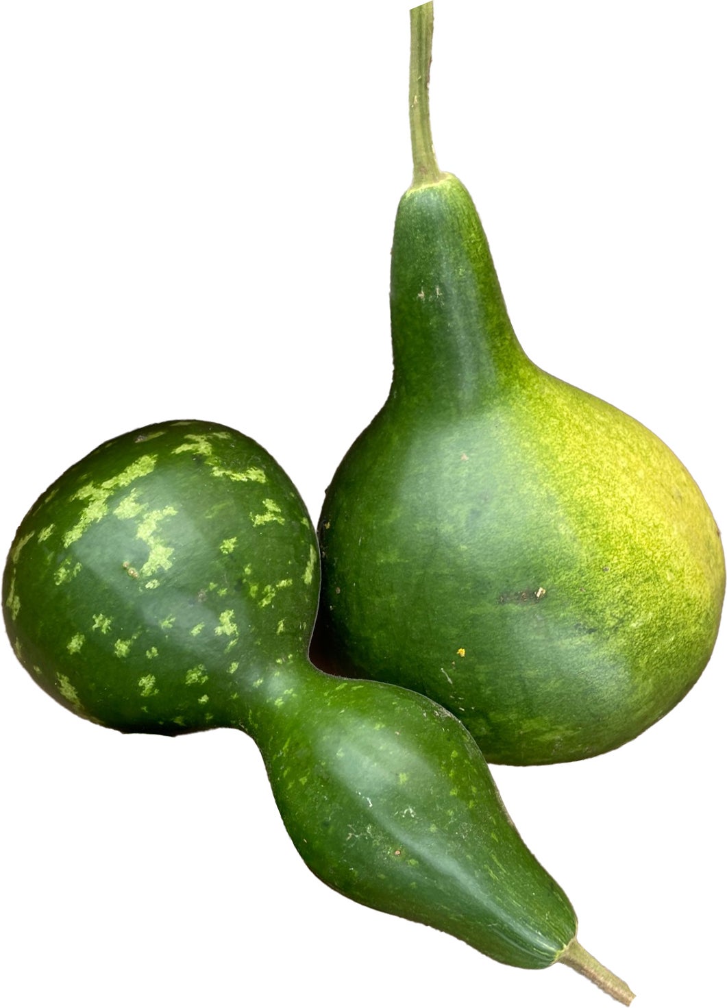 Fleskalebas (Cucurbita 'Lagenaria') D 18 cm
