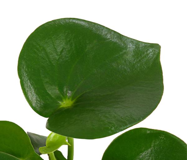 Peperomie - Peperomia polybotrya 'Raindrop'