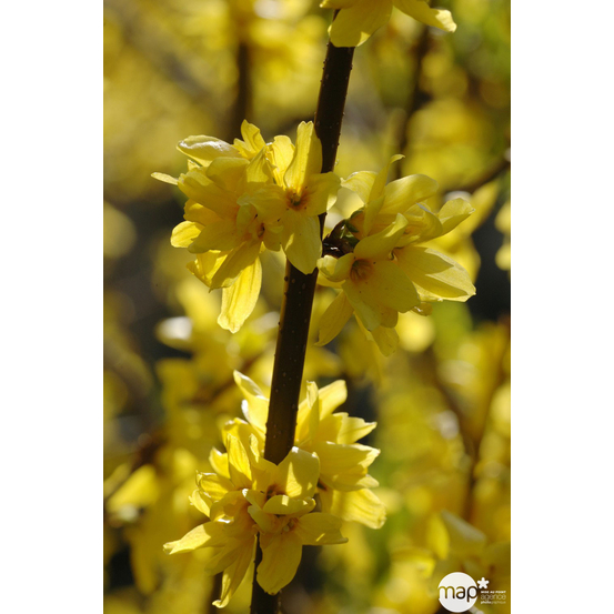 Forsythia x intermedia : H. 125/150 cm ctr 10 litres.