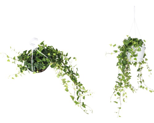 Groene klimop hangplant FloraSelf Hedera helix H 50-80 cm Ø 17 cm pot