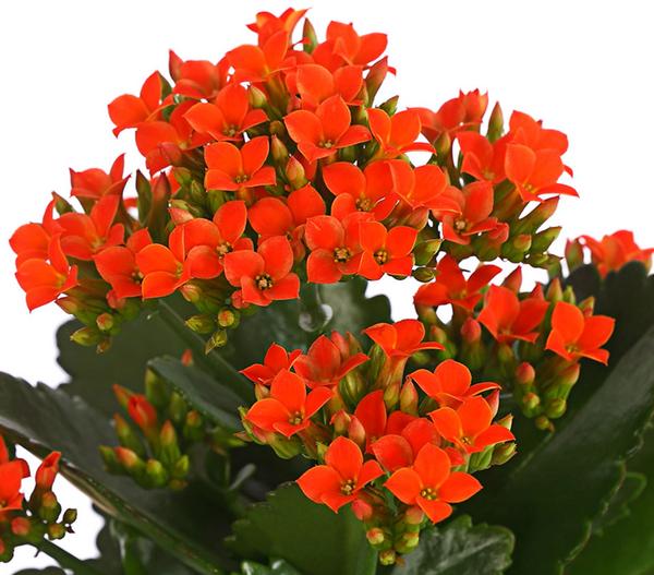 Flammendes Käthchen - Kalanchoe blossfeldiana
