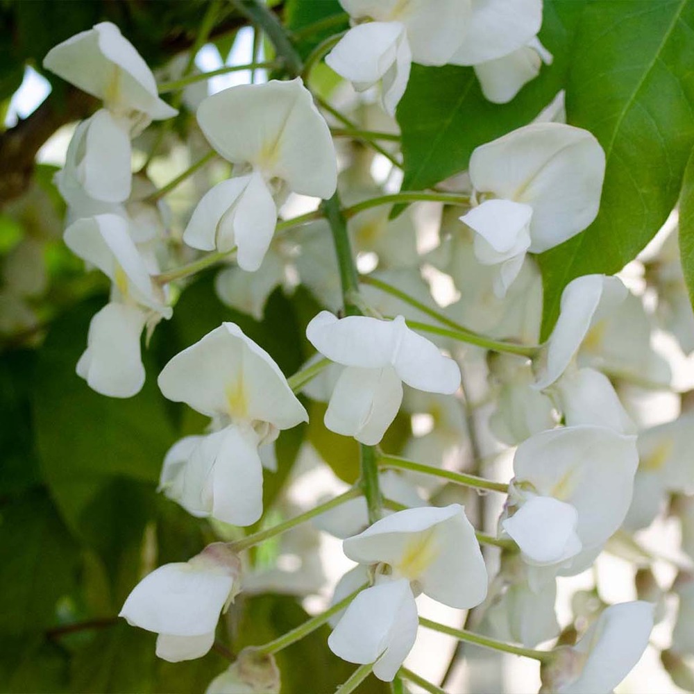 Glycine 'alba' - glycine - blanche - plante grimpante - peu d'entretien – ⌀15 cm - ↕60-70 cm