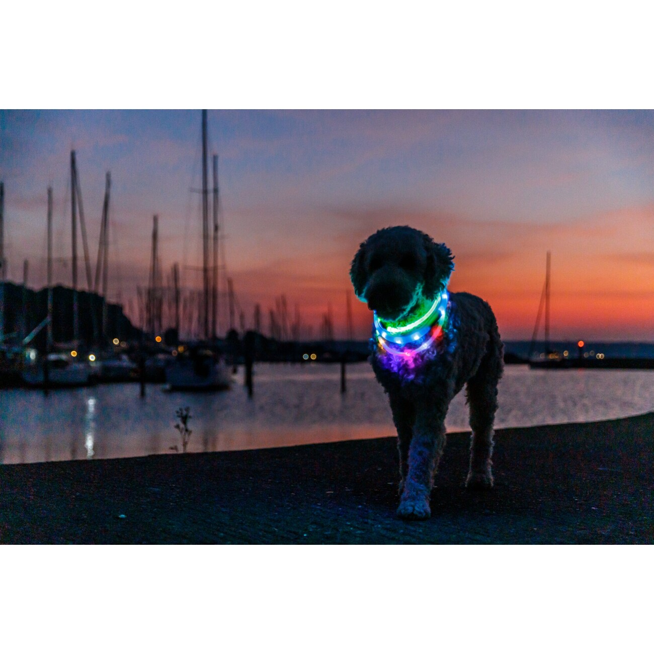 Trixie Flash Leuchtring USB, Silikon, XS–XL: 65 cm/16 mm, multicolor