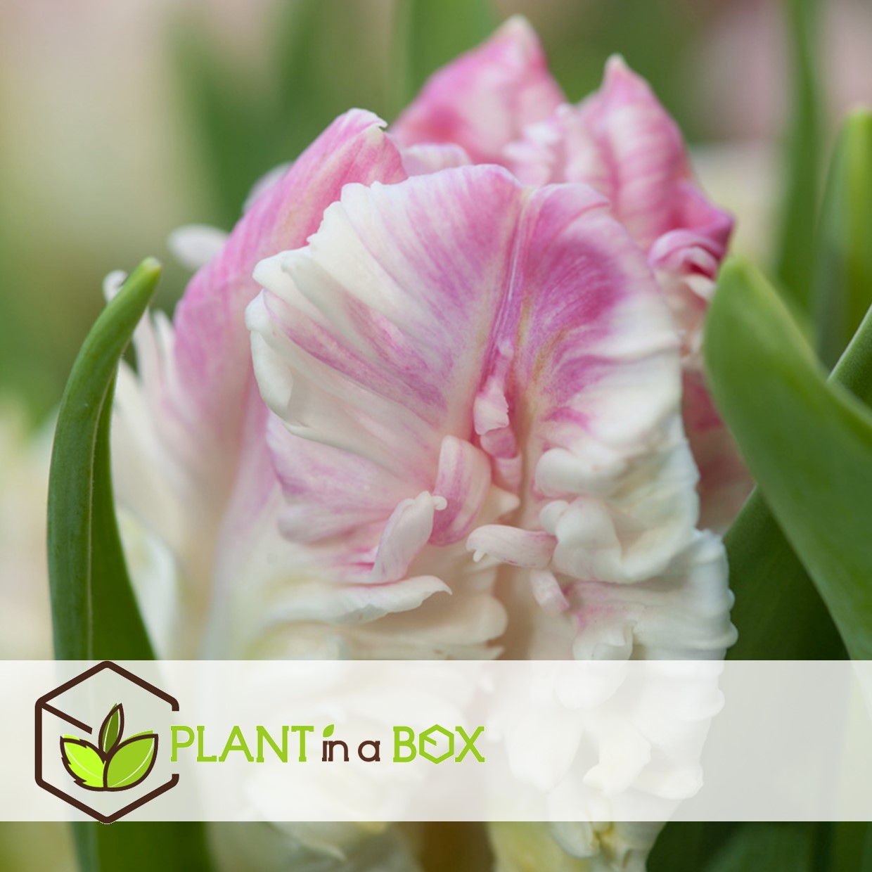 Tulipa cabanna - 25x bulbes de tulipes - rose / blanc